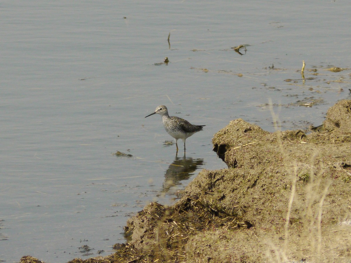 Willet - ML646267683