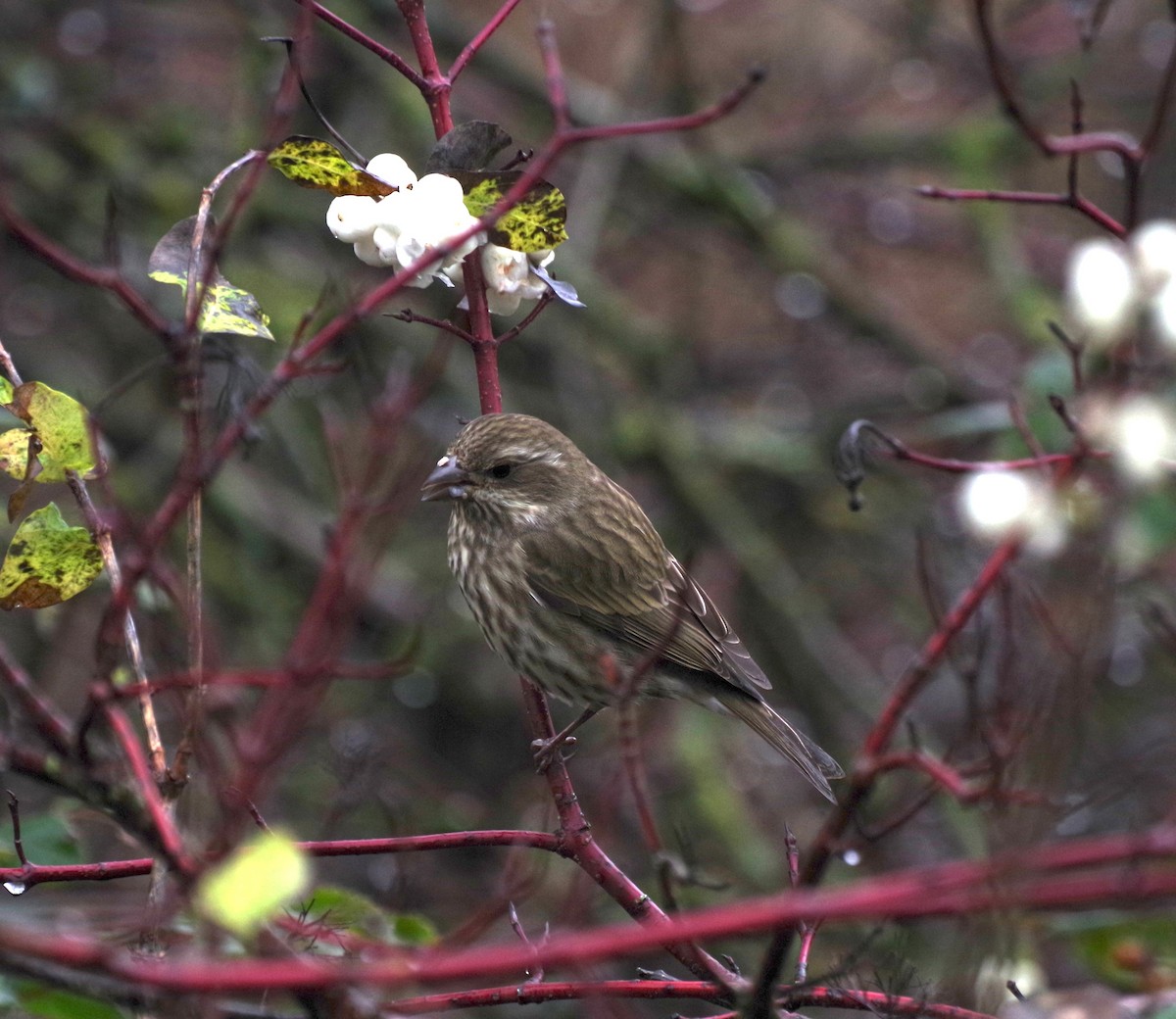 Purple Finch - ML646267689