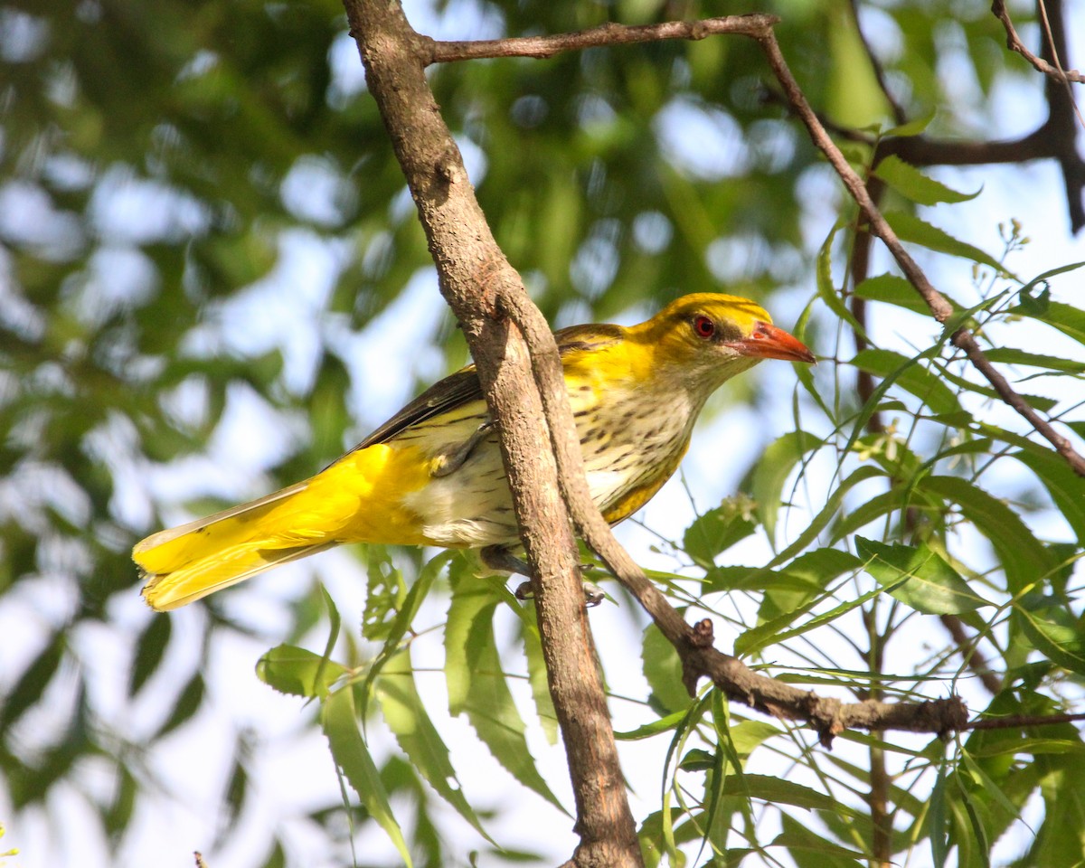 Вивільга індійська - ML646267690