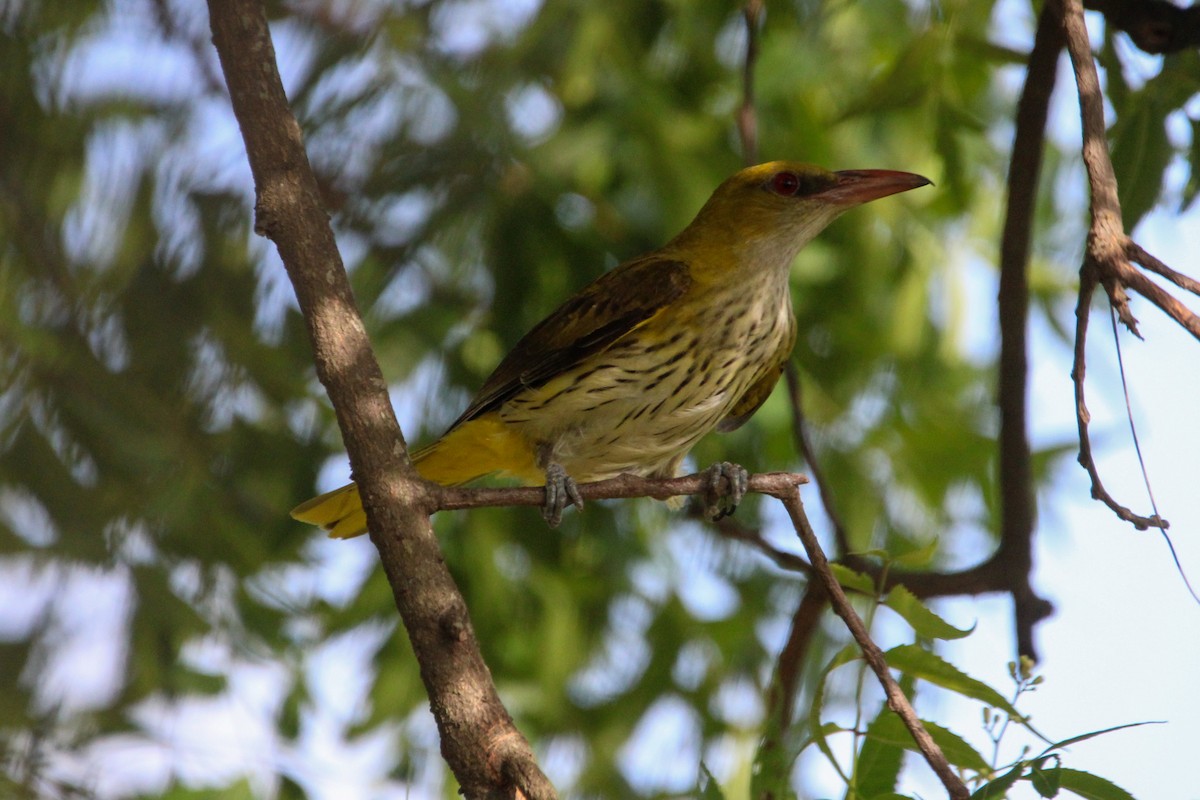 Вивільга індійська - ML646267691