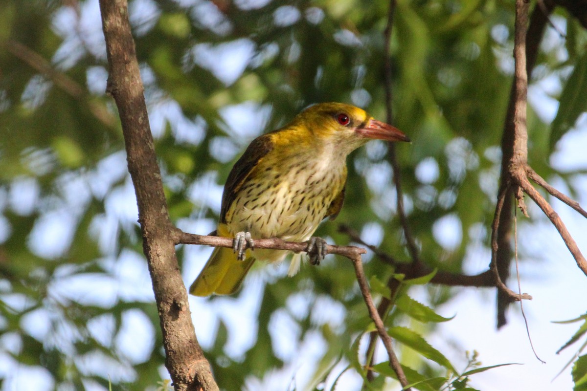 Вивільга індійська - ML646267692