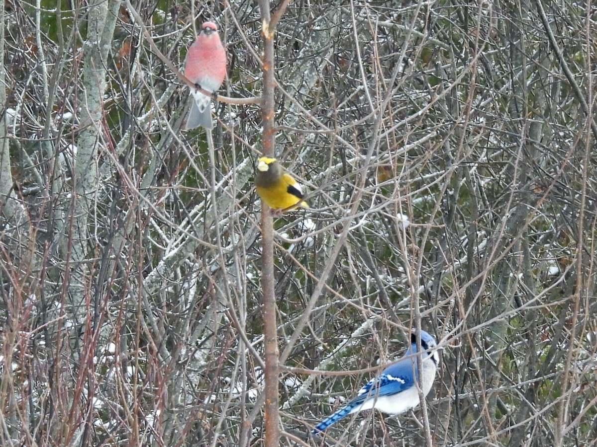 Blue Jay - ML646267700