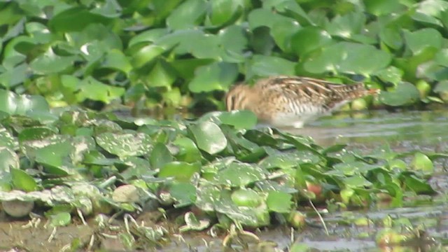 Баранець звичайний - ML646267701