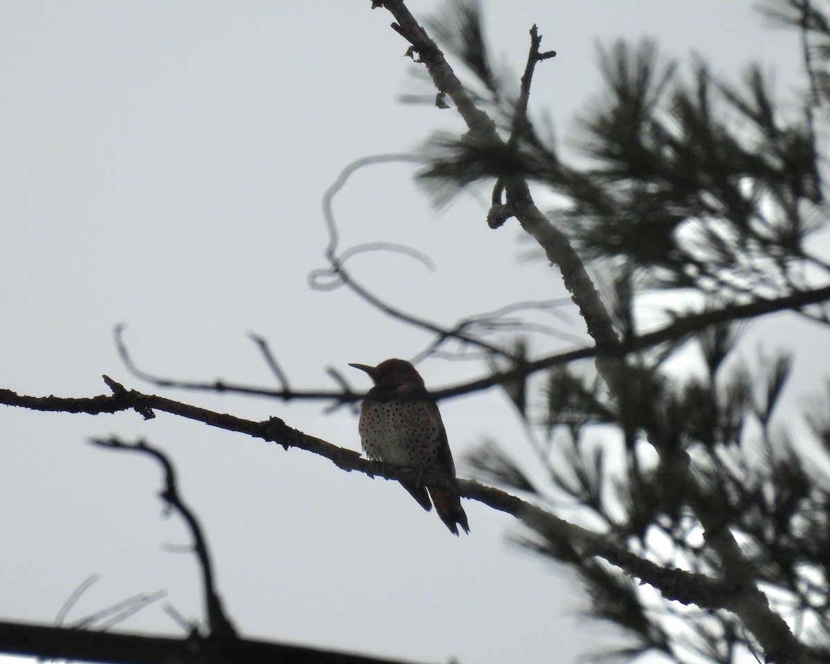 Northern Flicker - ML646267702