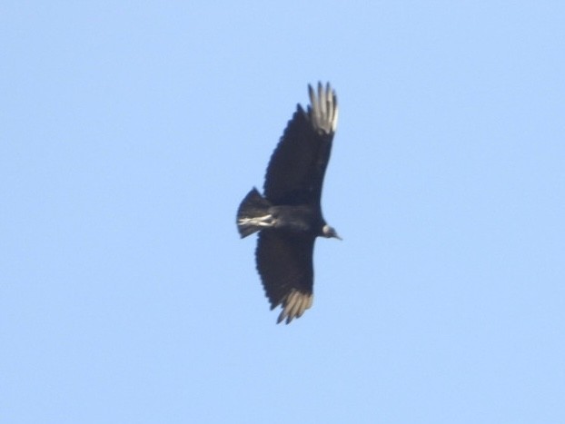 kondor havranovitý - ML646267703