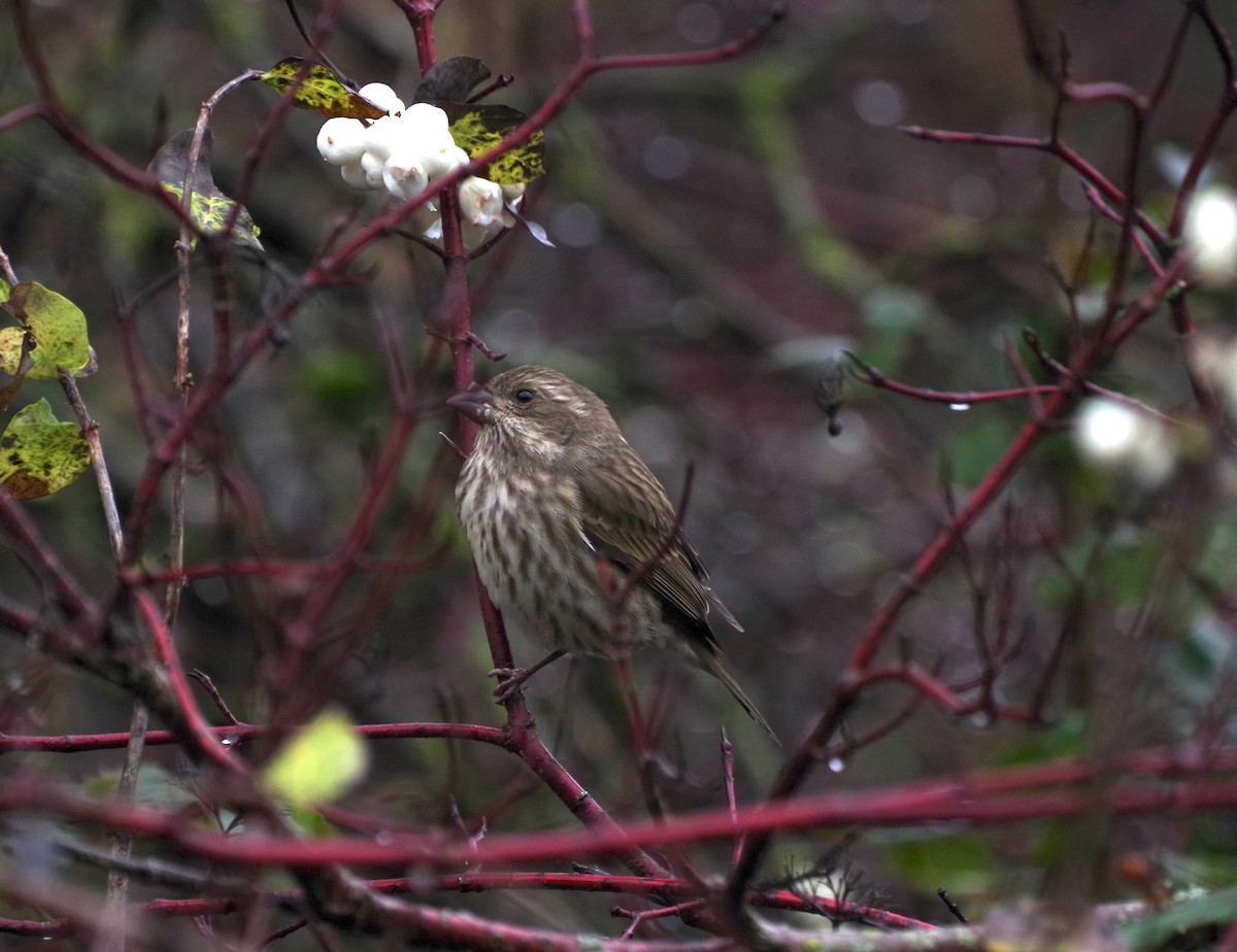Purple Finch - ML646267704