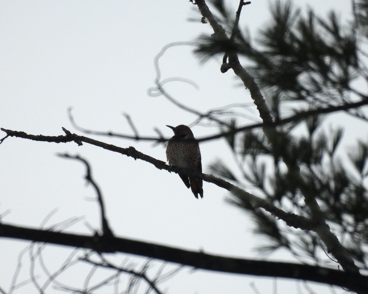 Northern Flicker - ML646267707