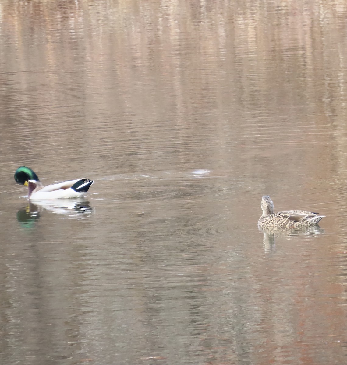 Mallard - ML646267720