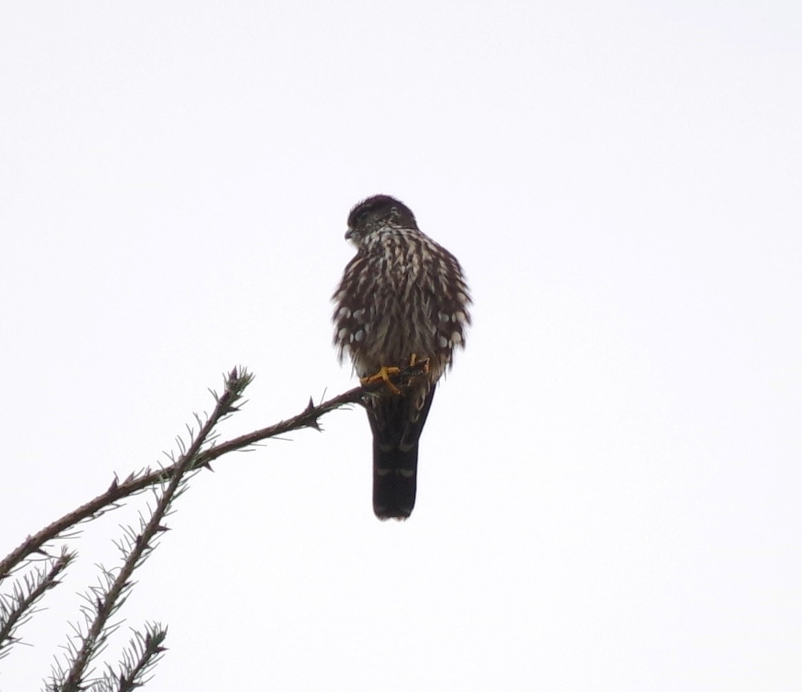 Merlin - ML646267724