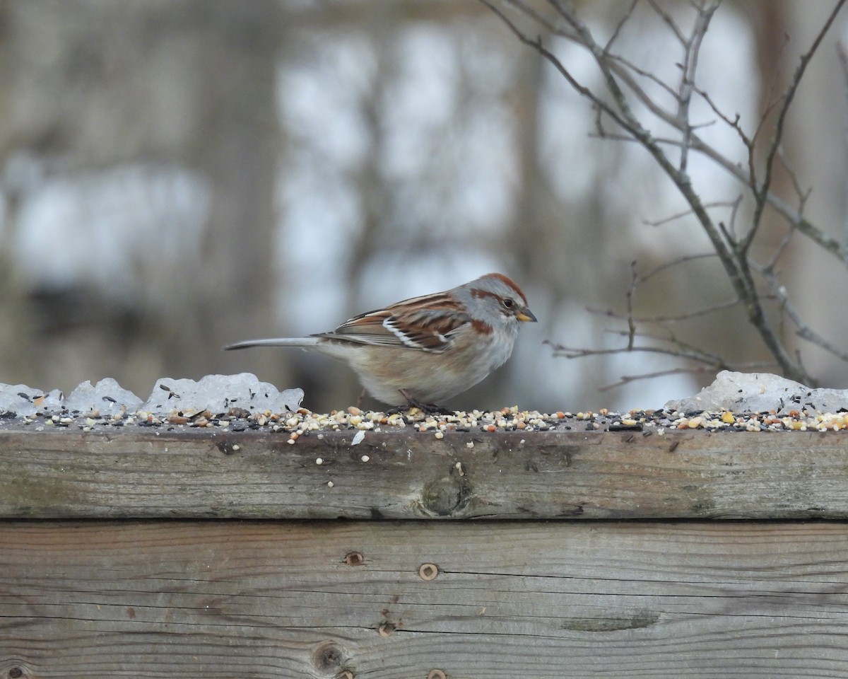 ムナフヒメドリ - ML646267725