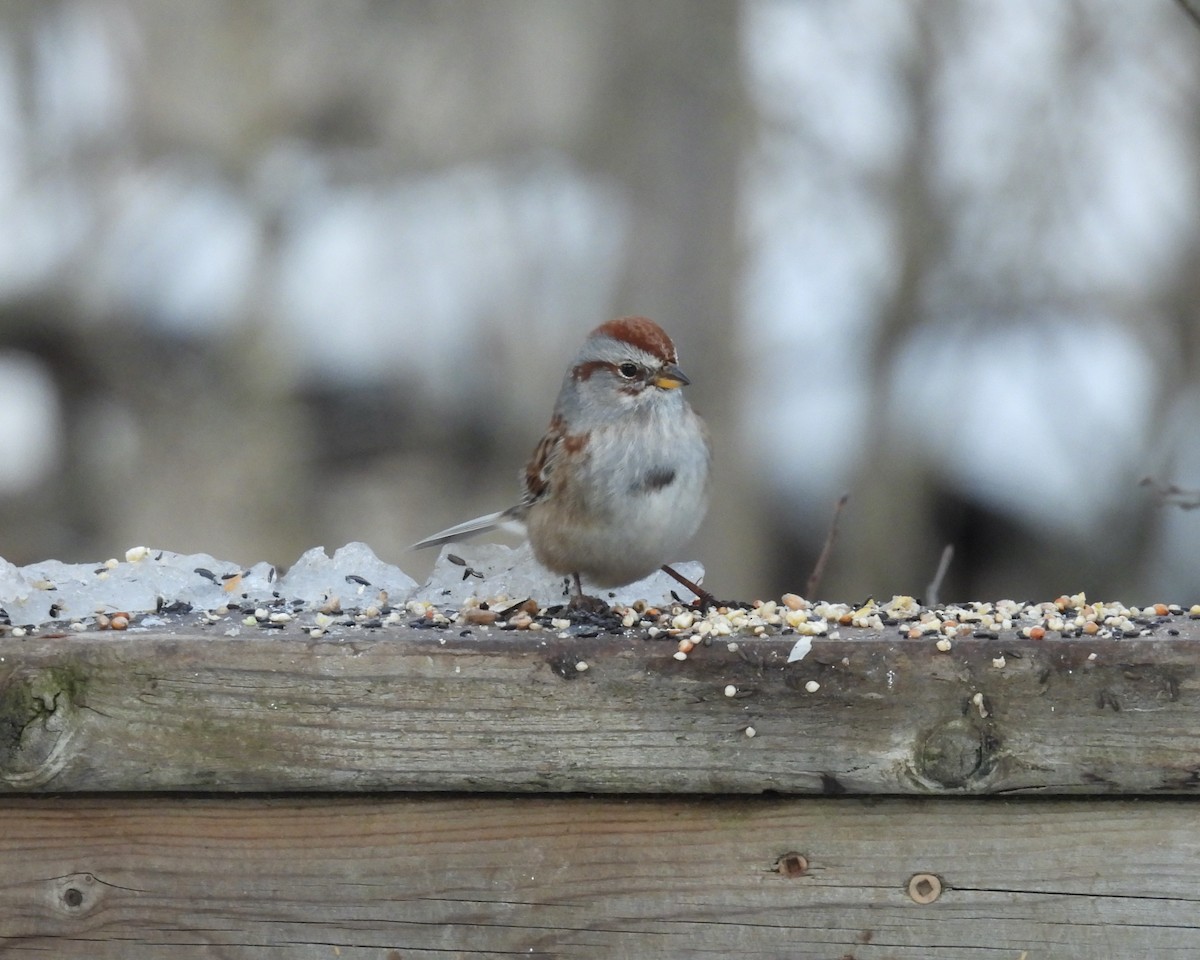 ムナフヒメドリ - ML646267726