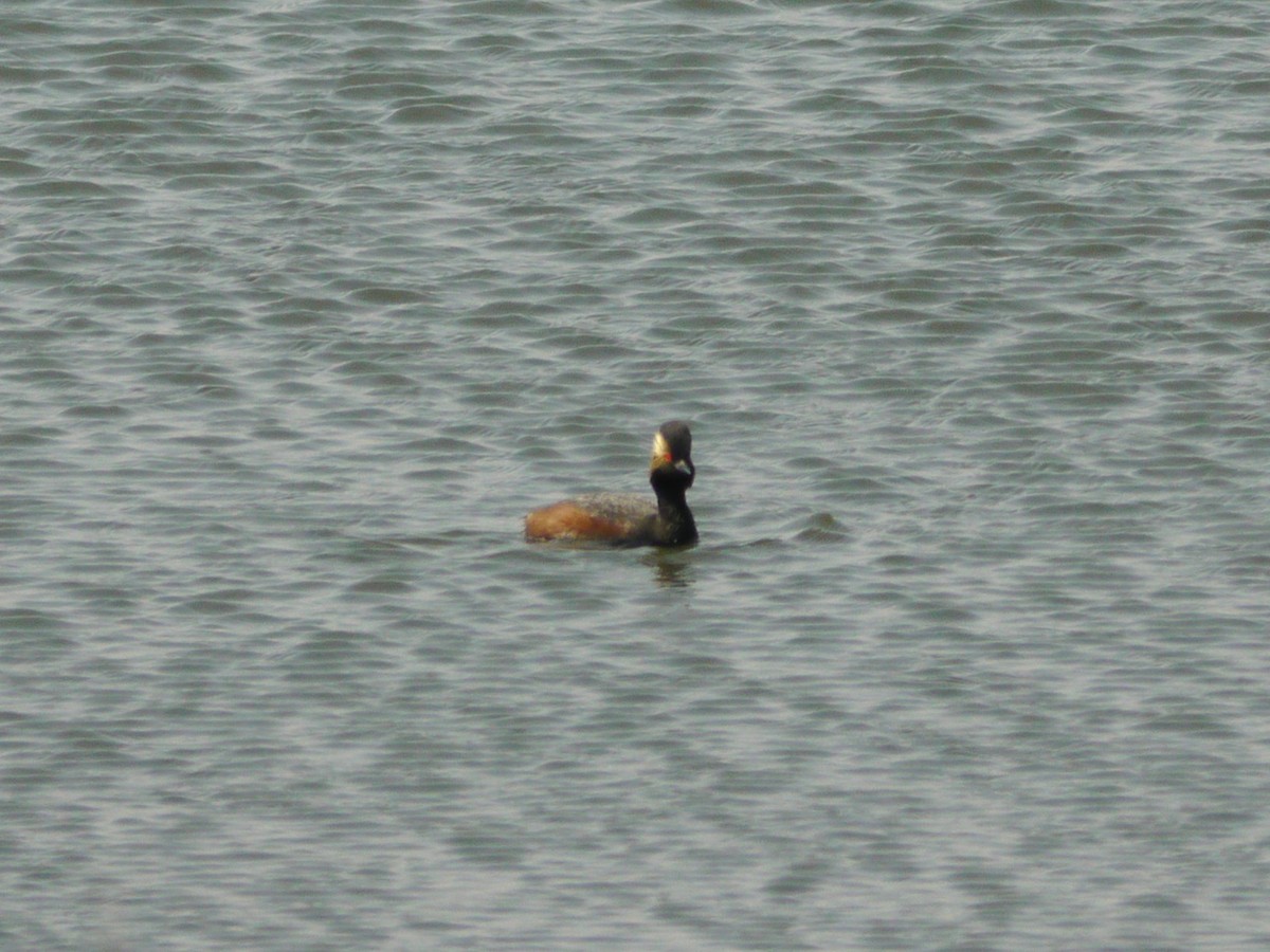 potápka černokrká - ML646267728