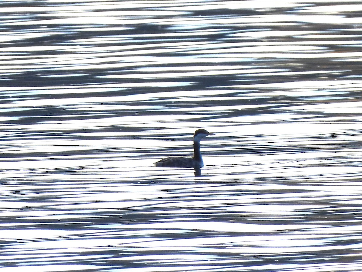 Horned Grebe - ML646267729