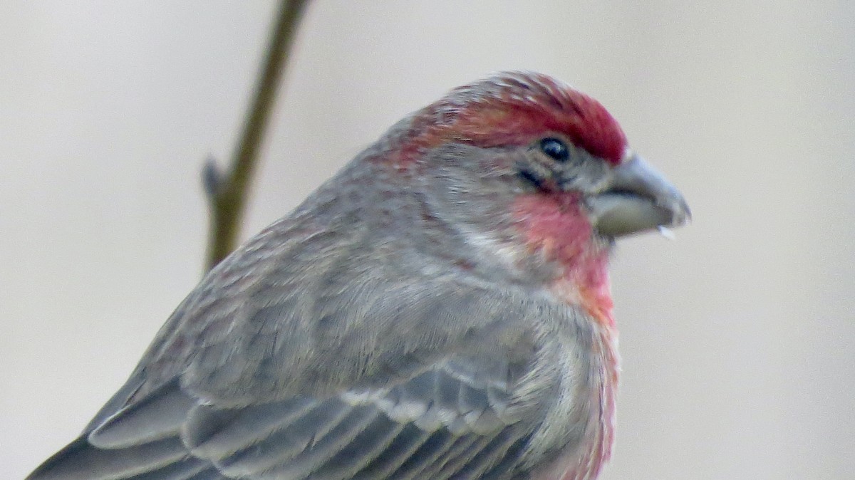 House Finch - ML646267730