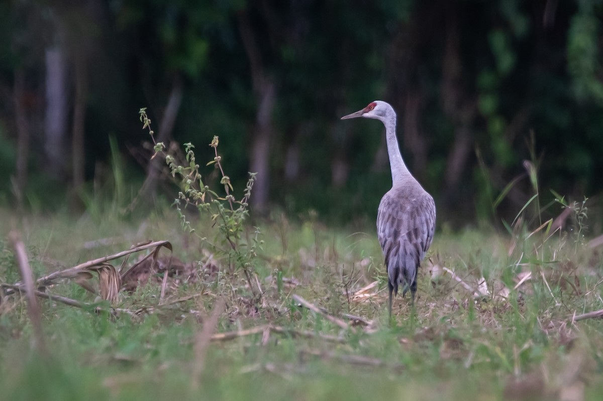 Sandhill Crane - ML646267731