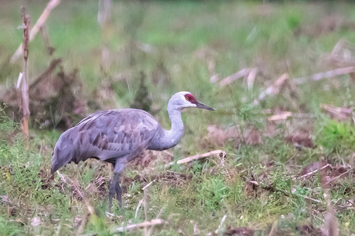 Sandhill Crane - ML646267732