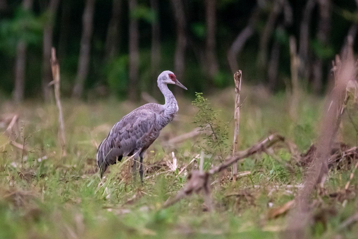 Sandhill Crane - ML646267733