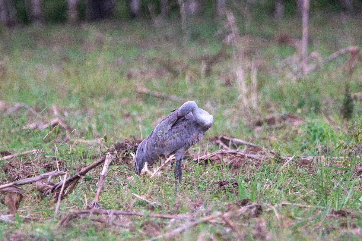 Sandhill Crane - ML646267734