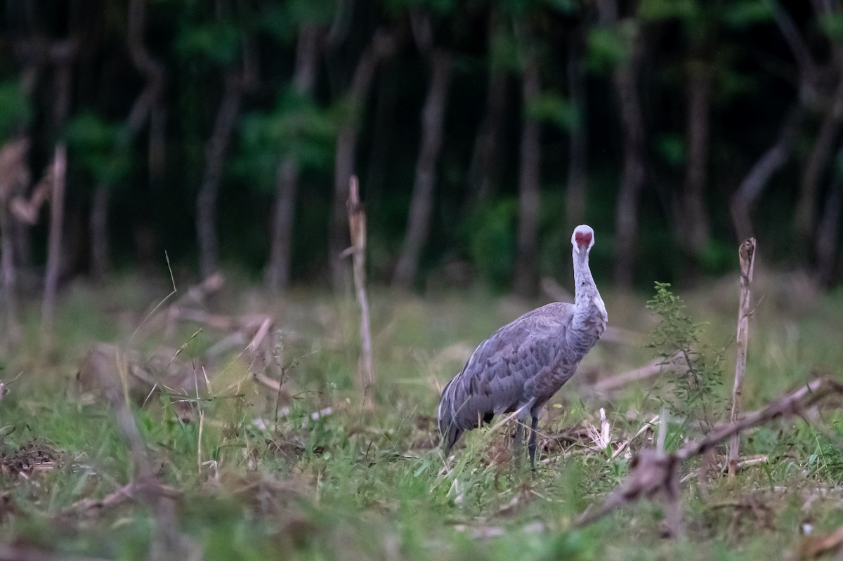 Sandhill Crane - ML646267736