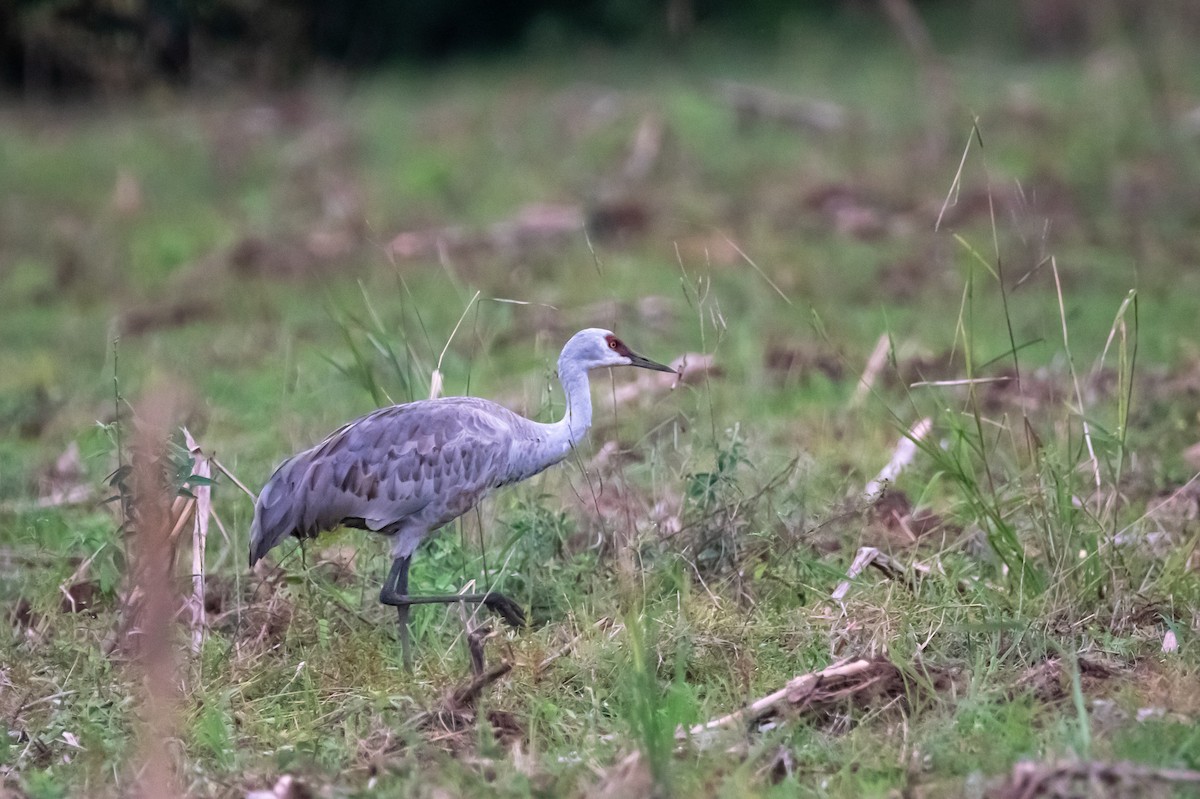Sandhill Crane - ML646267737