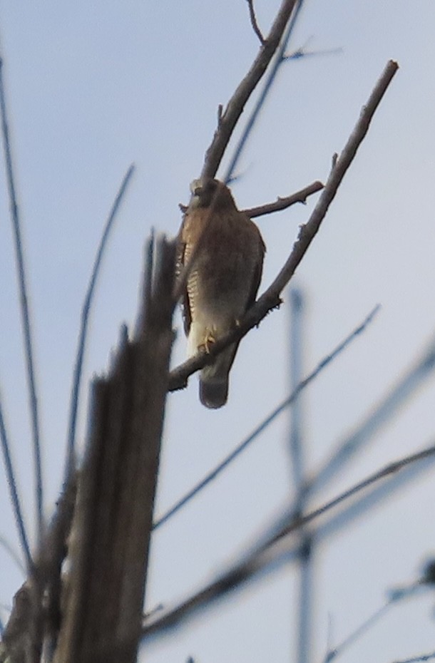 カタアカノスリ - ML646267743