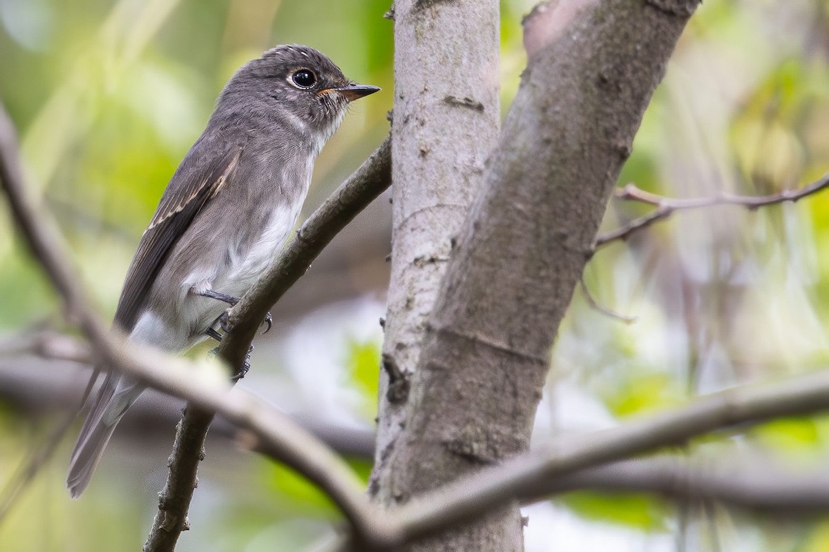 Dark-sided Flycatcher (Siberian) - ML646267745
