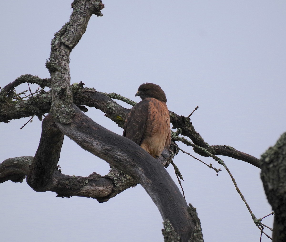 Red-tailed Hawk - ML646267746