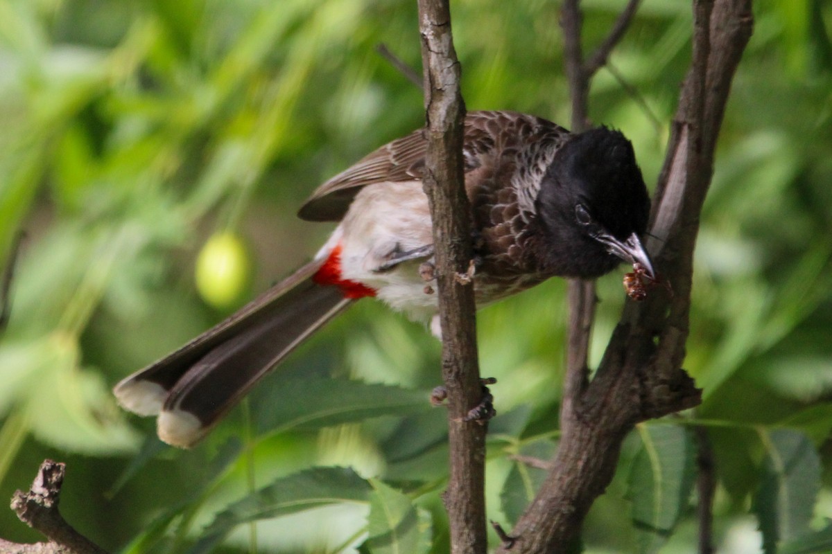 Bulbul ipurgorria - ML646267749