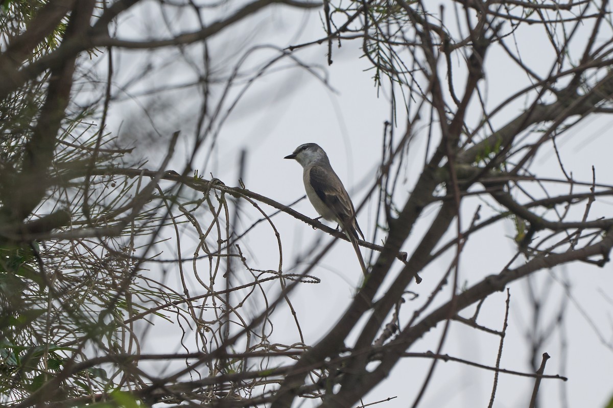 Brown-rumped Minivet - ML646267754