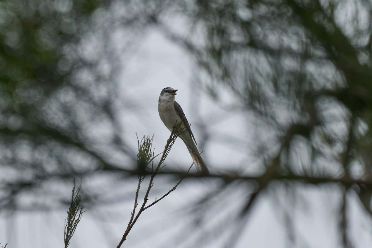 Brown-rumped Minivet - ML646267755