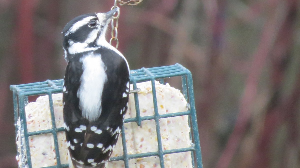 Downy Woodpecker - ML646267756