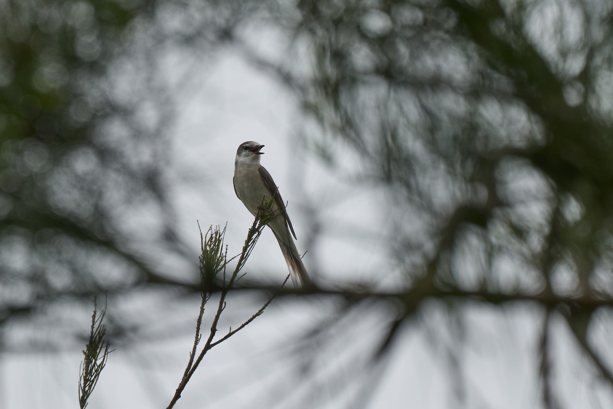 Brown-rumped Minivet - ML646267757