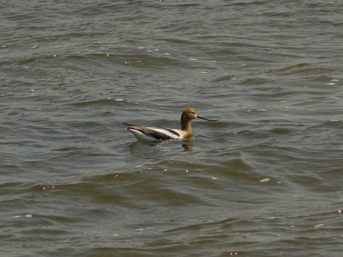 American Avocet - ML646267760