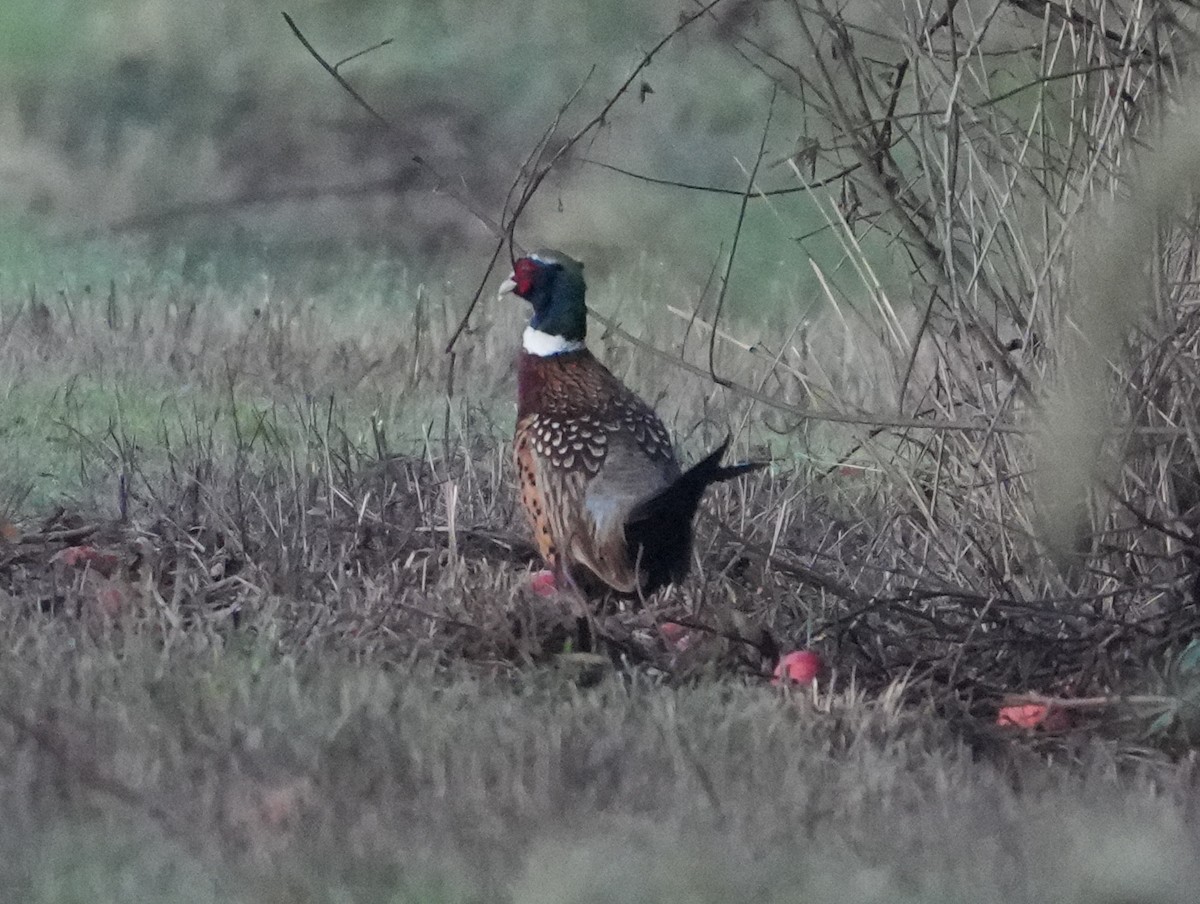 Ring-necked Pheasant - ML646267761