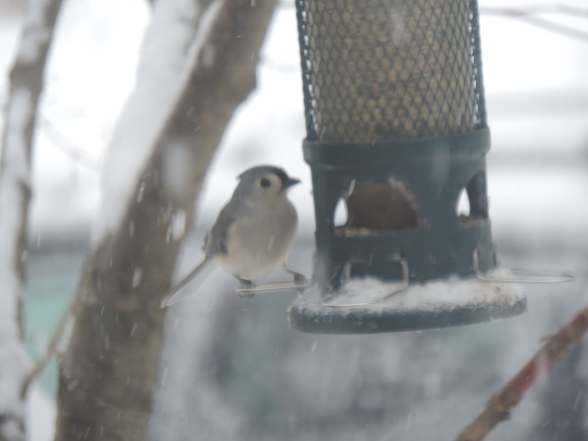 Grauhäubchenmeise - ML646267764