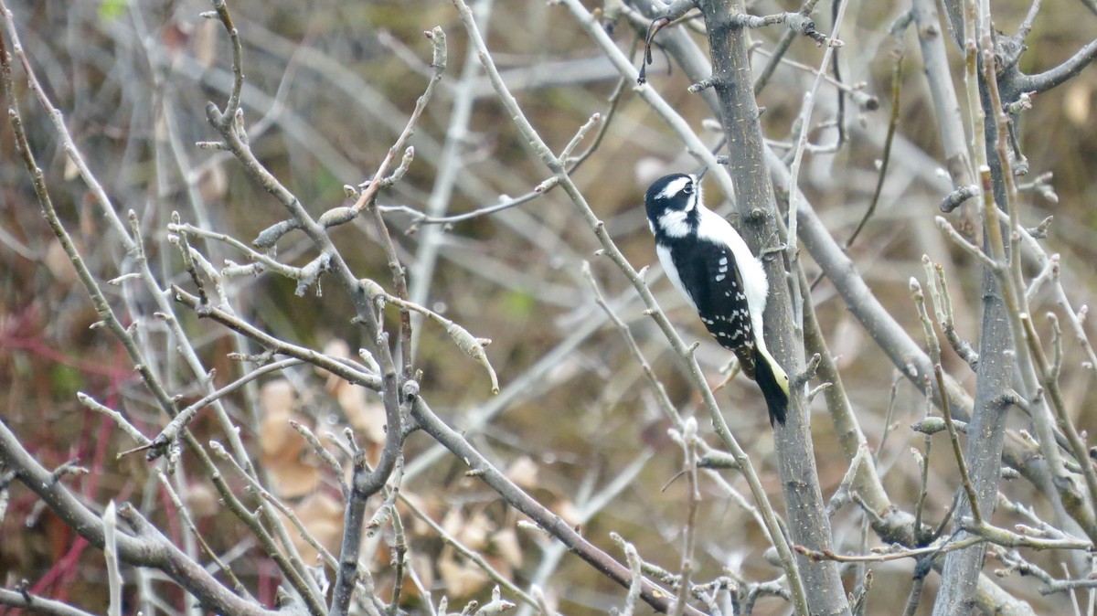 Downy Woodpecker - ML646267767