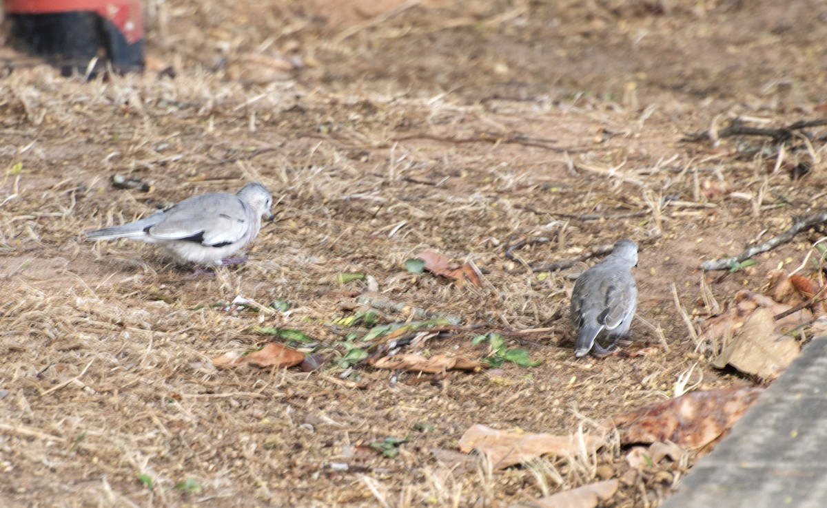 Picui Ground Dove - ML646267770