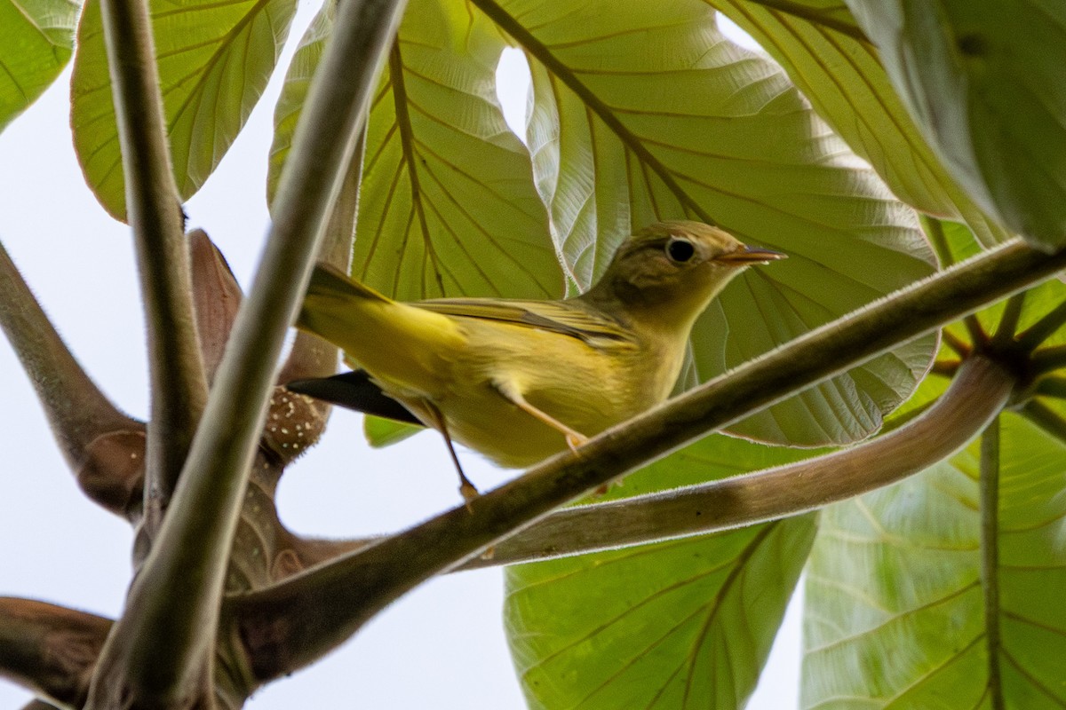 Northern Yellow Warbler - ML646267775