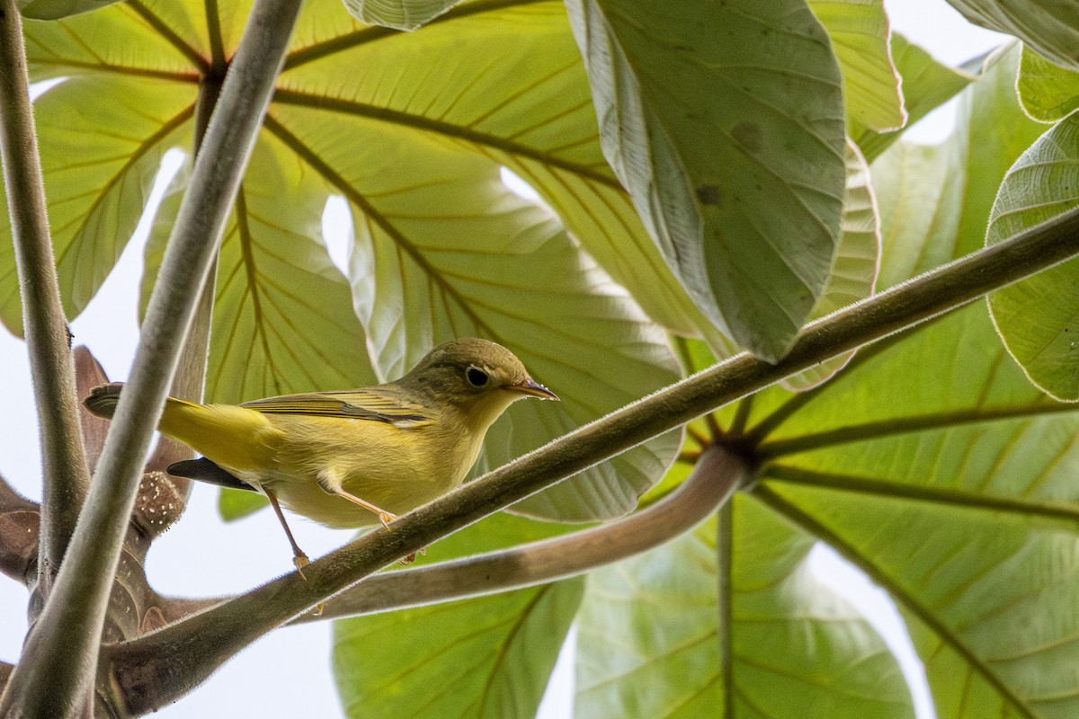 Northern Yellow Warbler - ML646267776