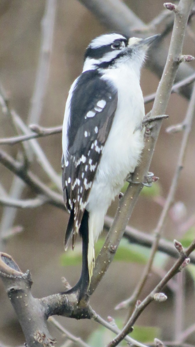 Downy Woodpecker - ML646267777
