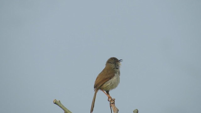 Принія попеляста - ML646267778