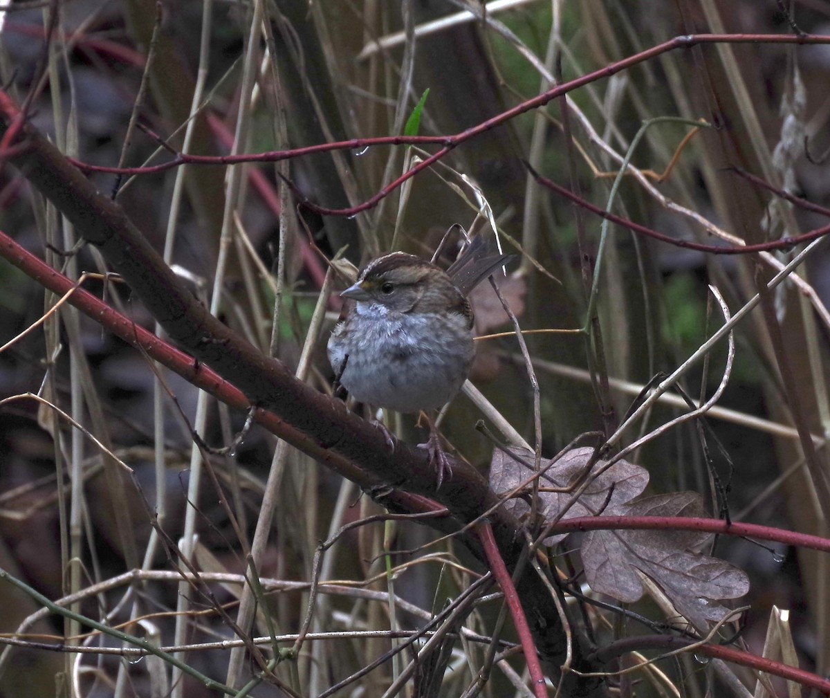 White-throated Sparrow - ML646267779