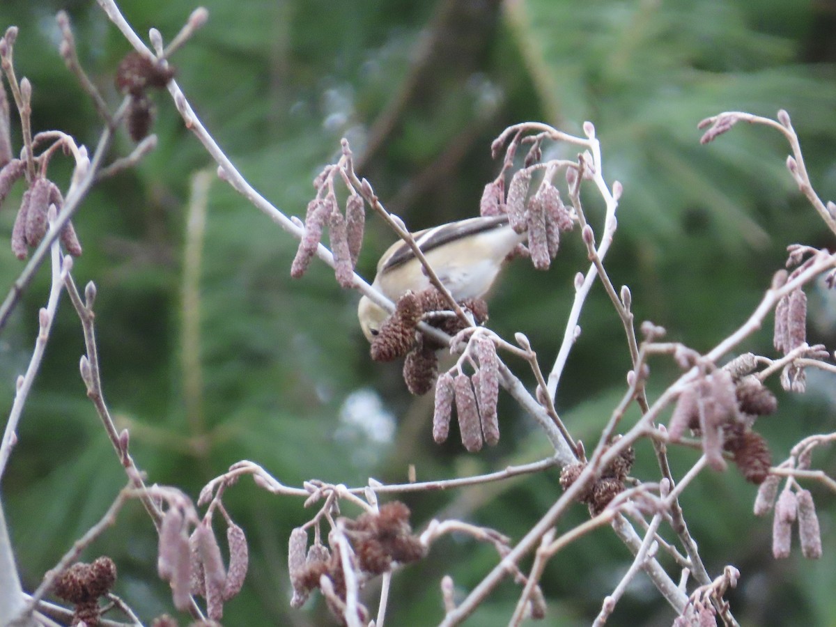 Goldzeisig - ML646267780