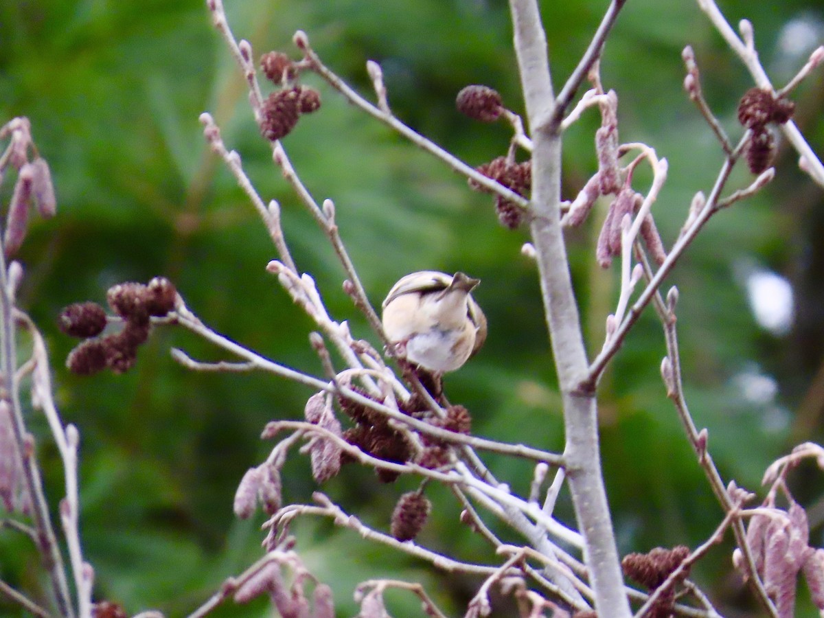 Goldzeisig - ML646267781