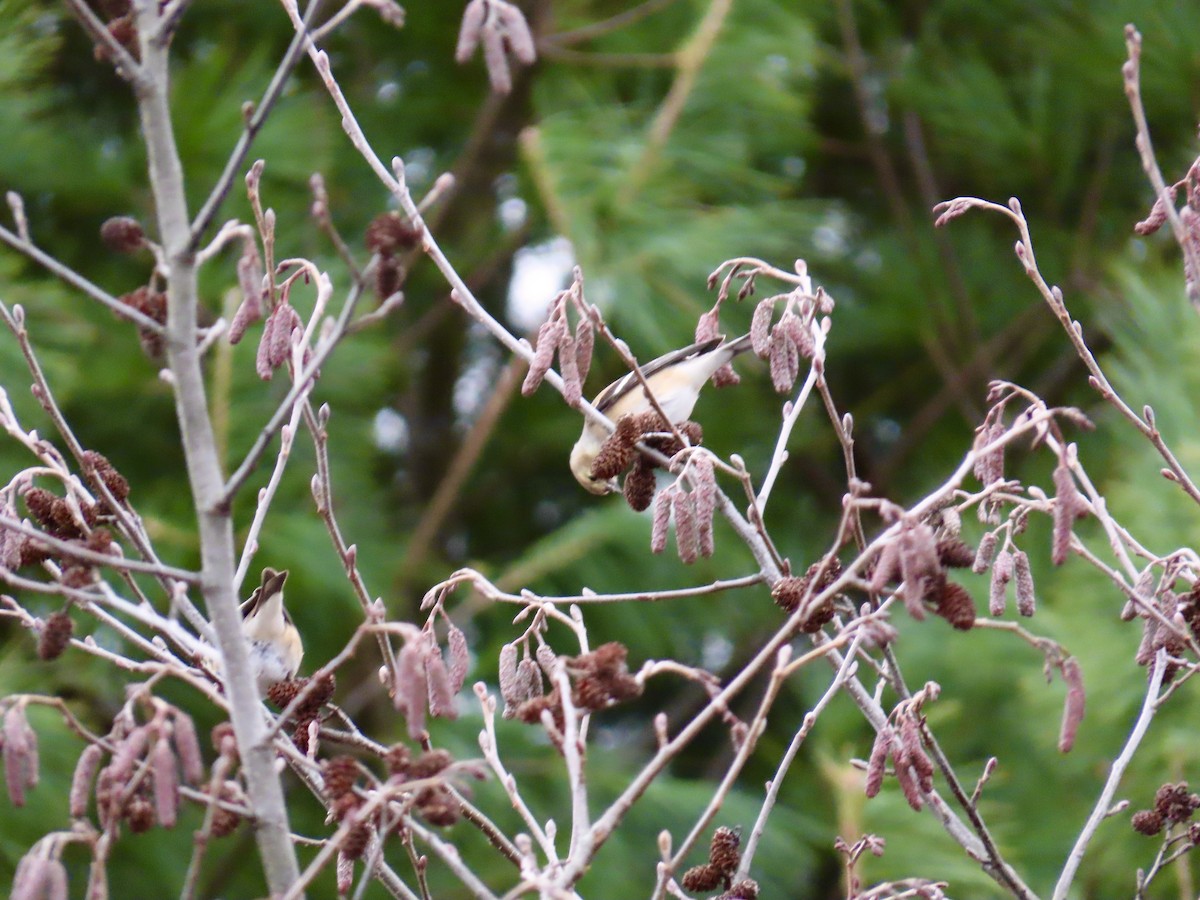 Goldzeisig - ML646267782