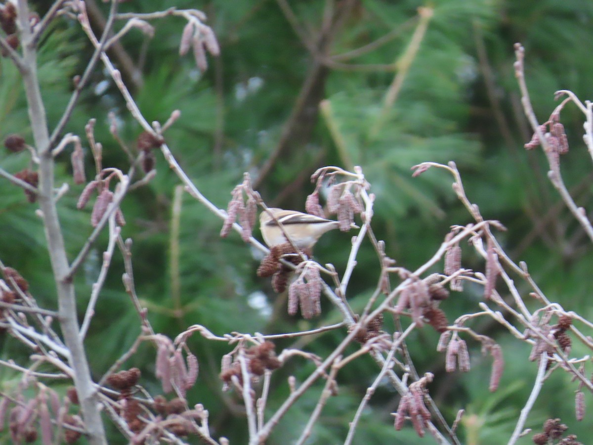 Goldzeisig - ML646267783