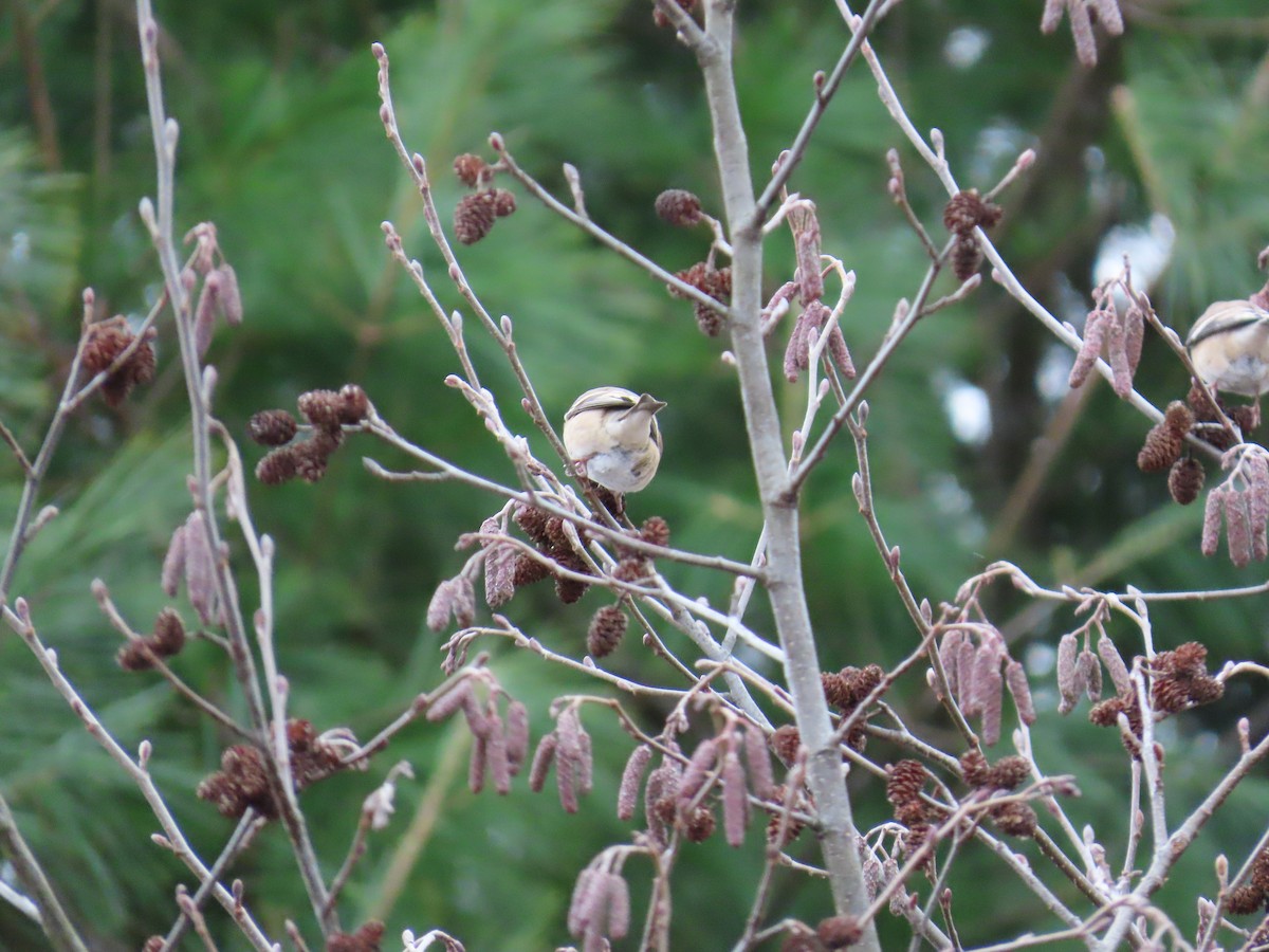 Goldzeisig - ML646267784