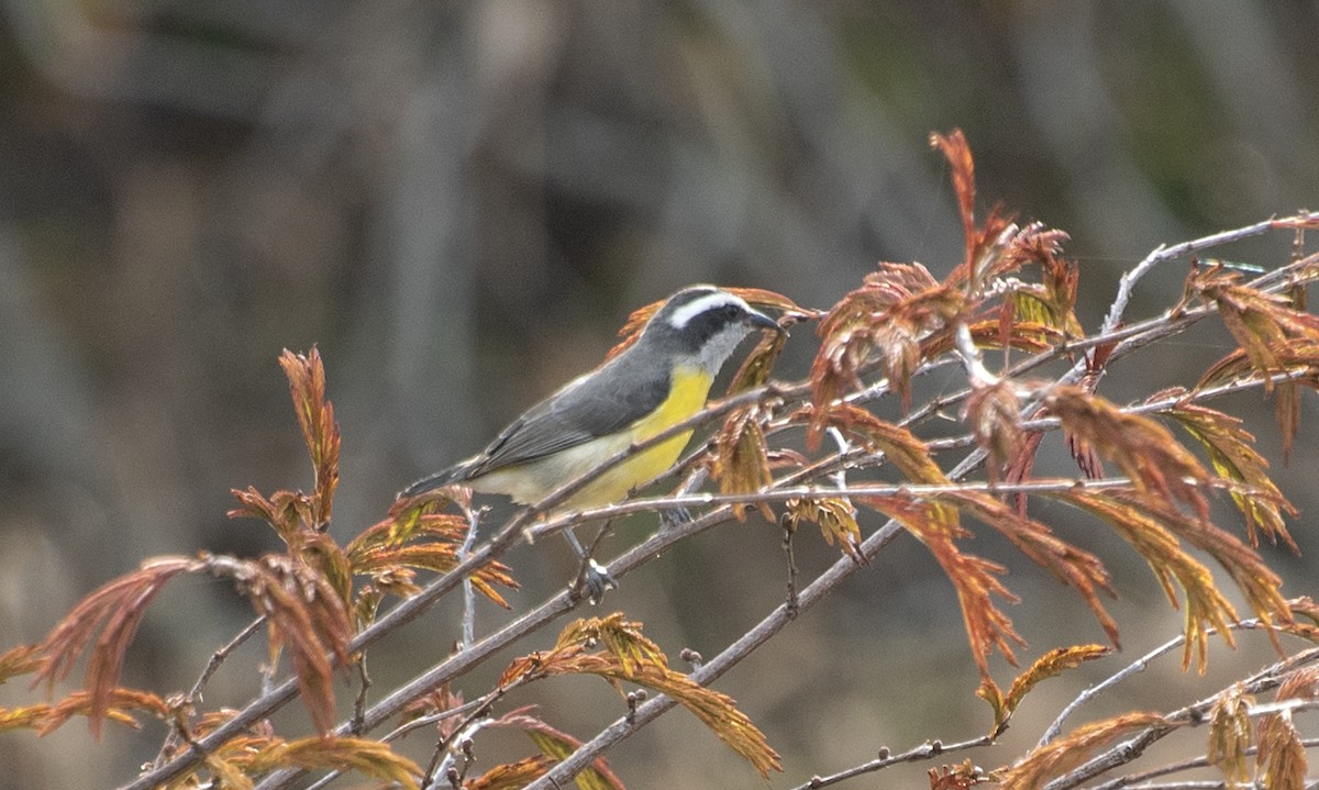 Цереба - ML646267785