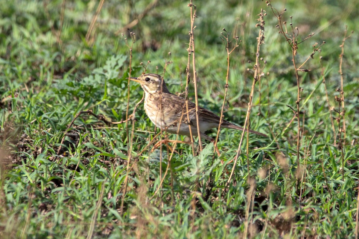 Jerdon's Bushlark - ML646267792