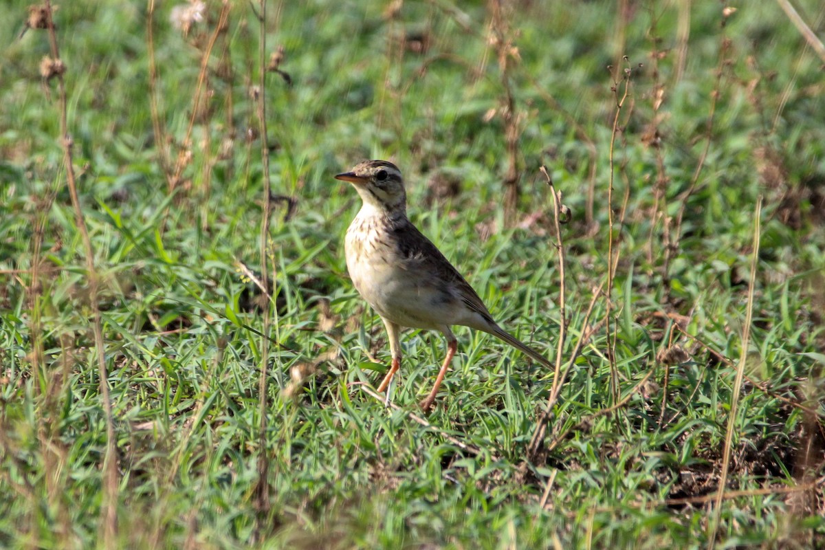 Jerdon's Bushlark - ML646267793